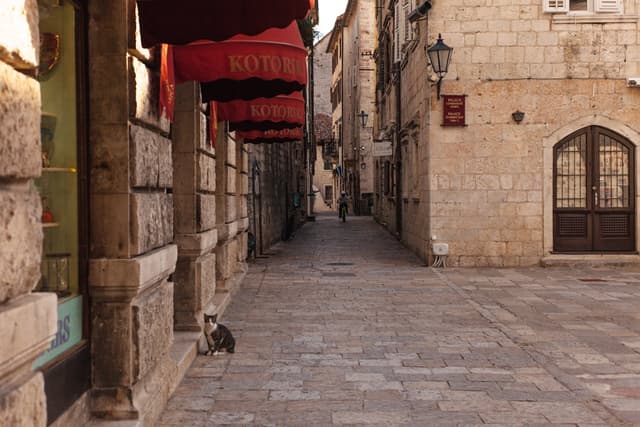 Kotor