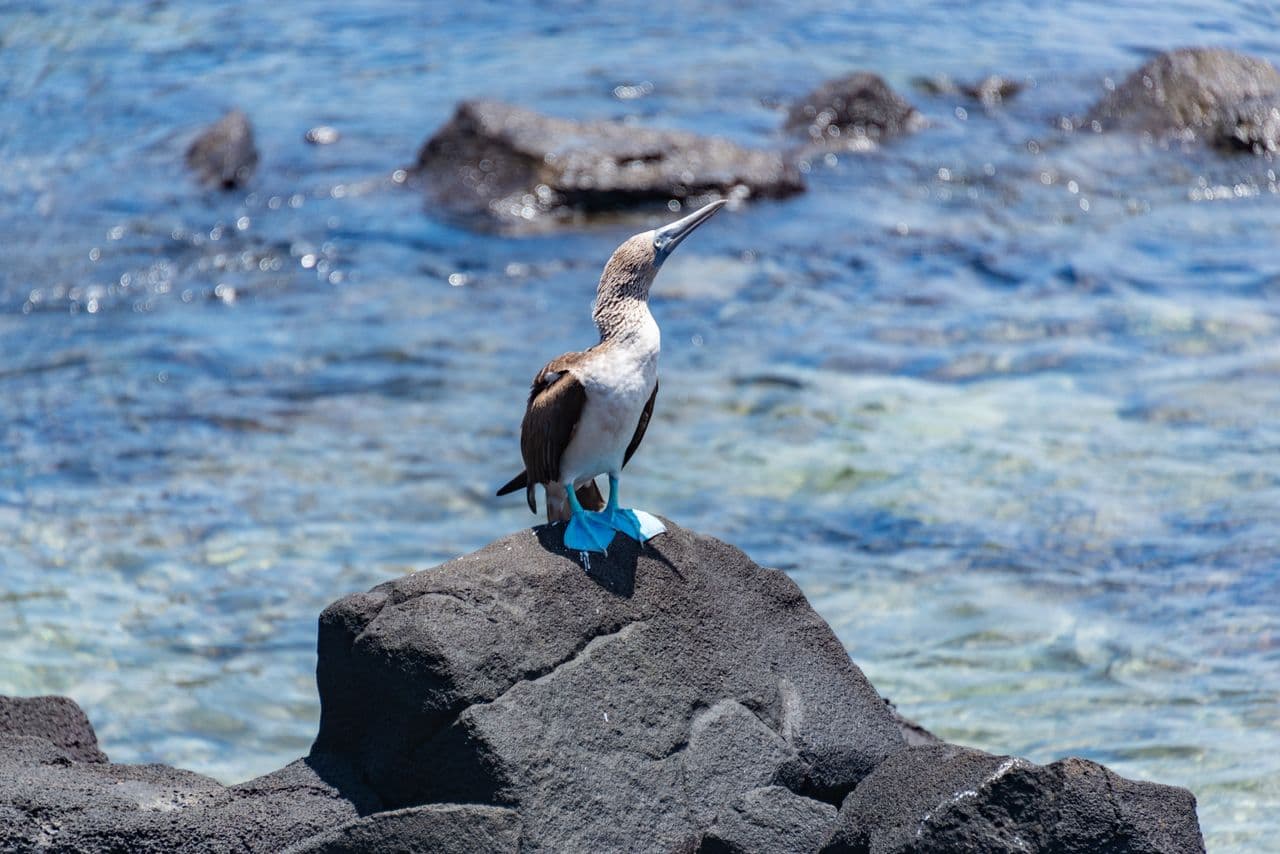 Galapagos travel guide