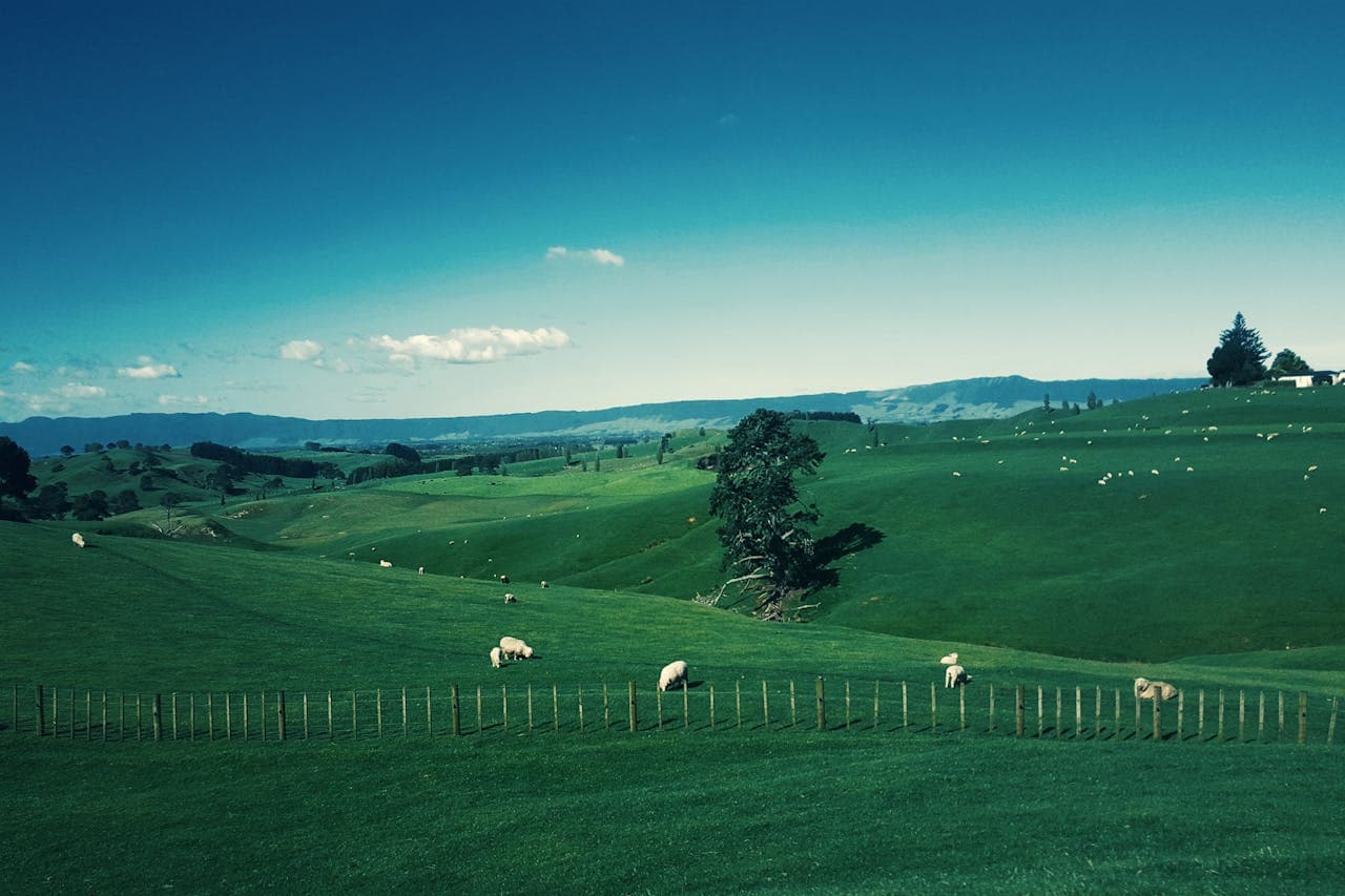New Zealand travel guide