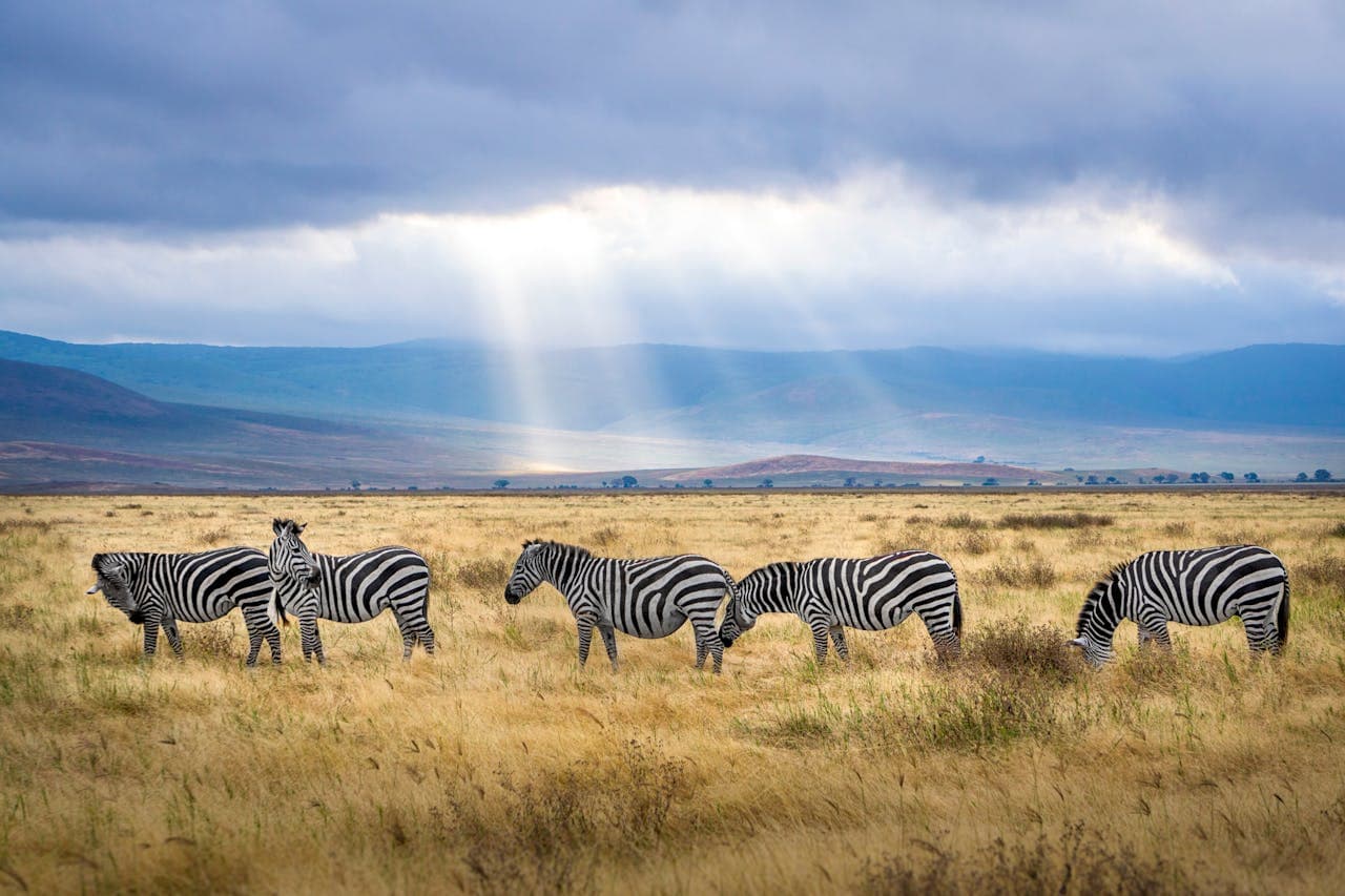 Tanzania travel guide